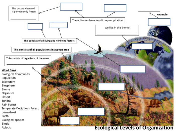 Biomes worksheet terrestrial px bunce