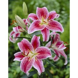 Lily lilies stargazer perennials lowes exotic zyverden