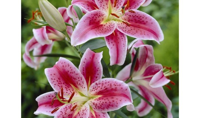 Lily lilies stargazer perennials lowes exotic zyverden