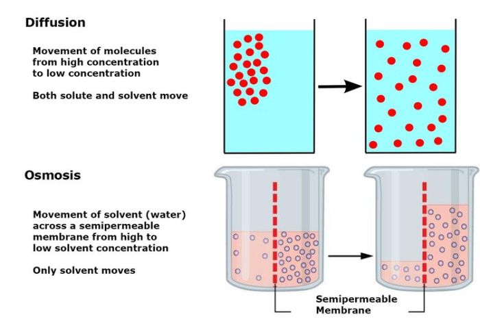 Lab 4 diffusion and osmosis