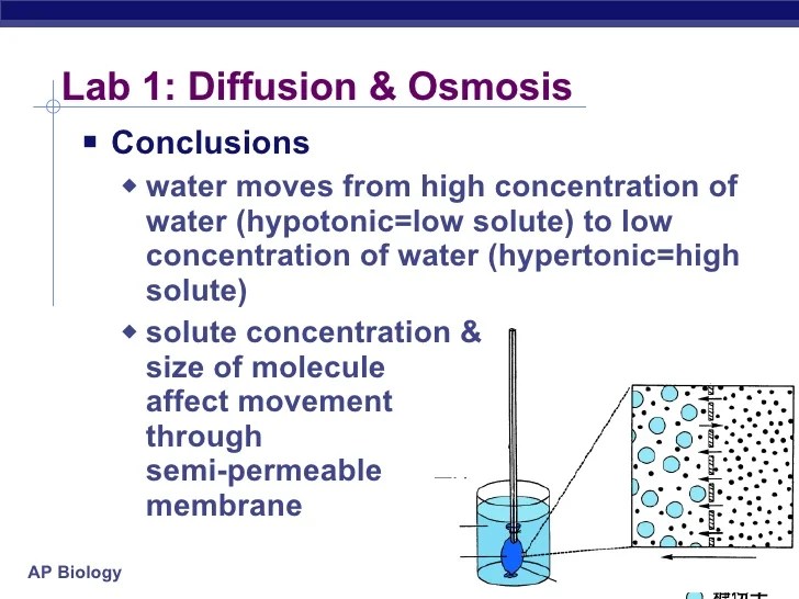 Lab 4 diffusion and osmosis