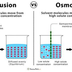 Lab 4 diffusion and osmosis