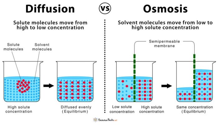 Lab 4 diffusion and osmosis