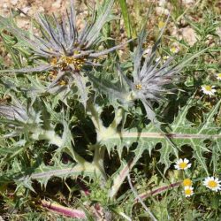 Asteraceae