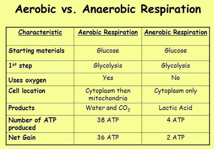 Cellular respiration reading comprehension article