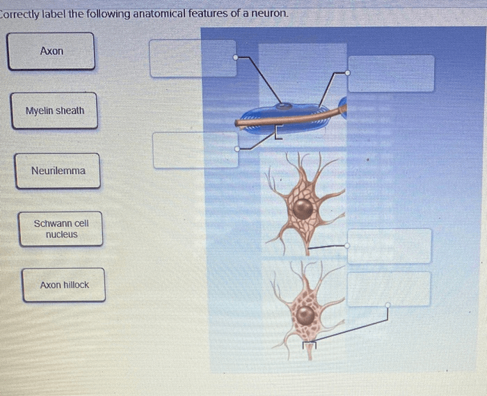 Correctly label the following anatomical features of a neuron.