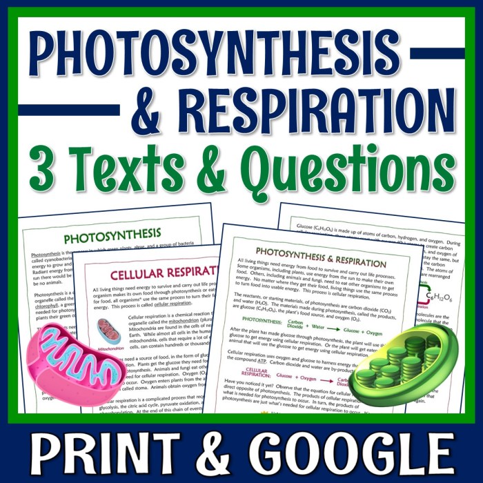 Cellular respiration reading comprehension article