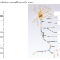 Anatomical features neuron correctly label following