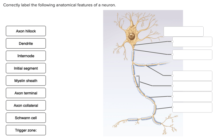 Anatomical features neuron correctly label following