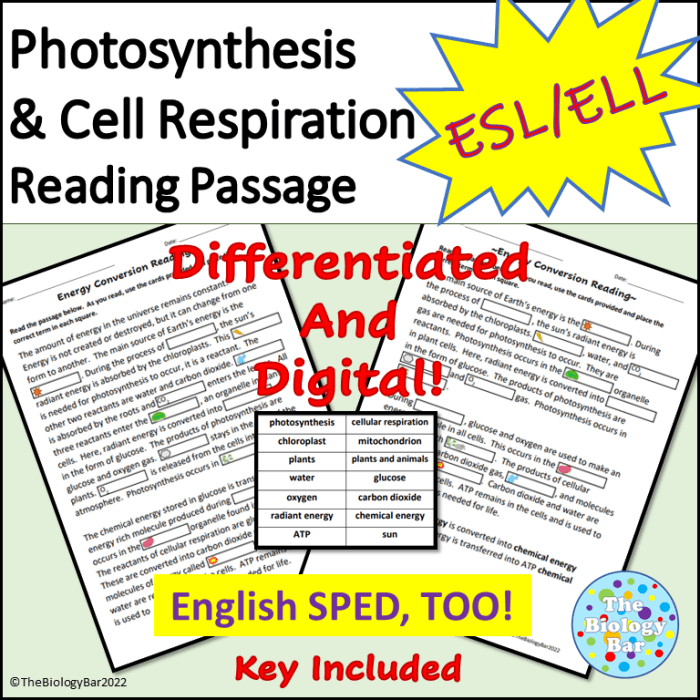 Cellular respiration reading comprehension article