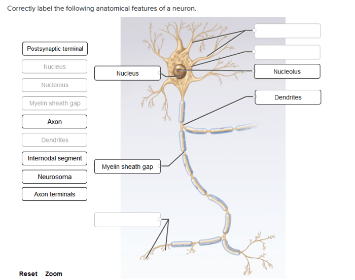 Correctly label the following anatomical features of a neuron.